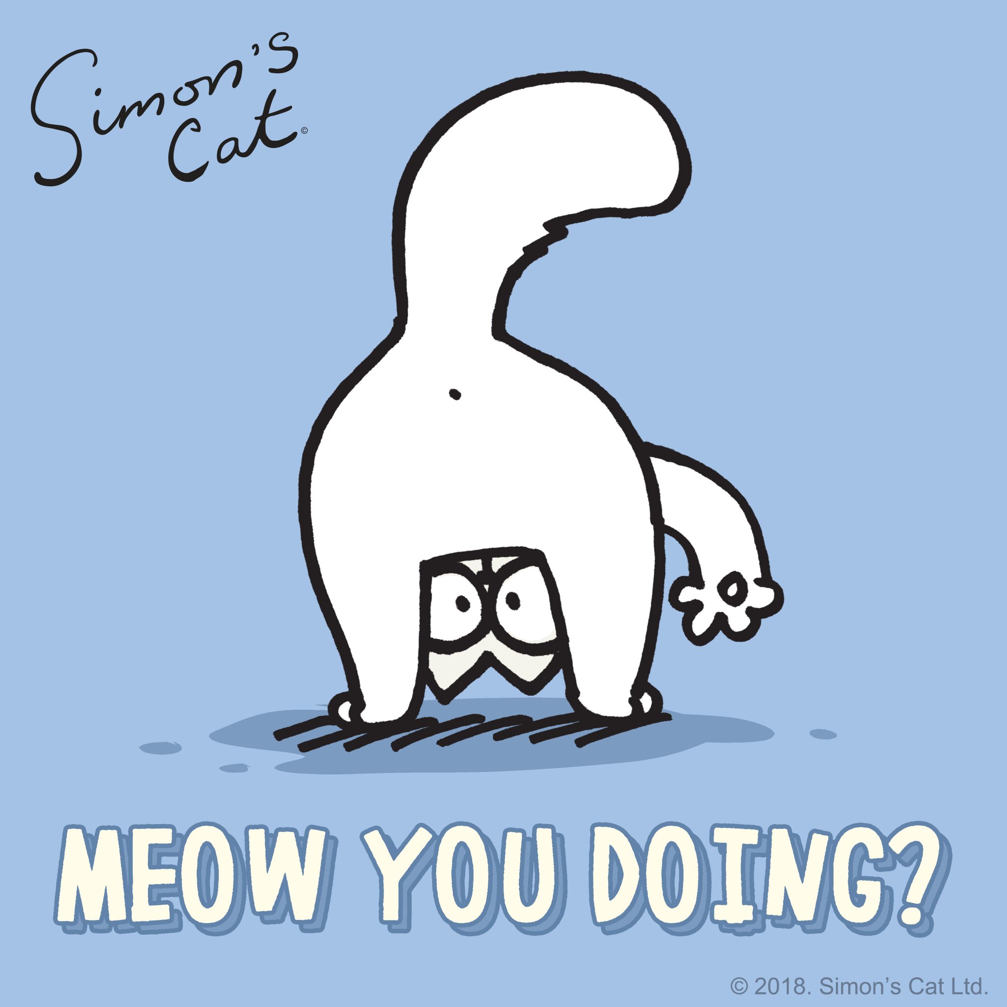 simon's cat ragdoll