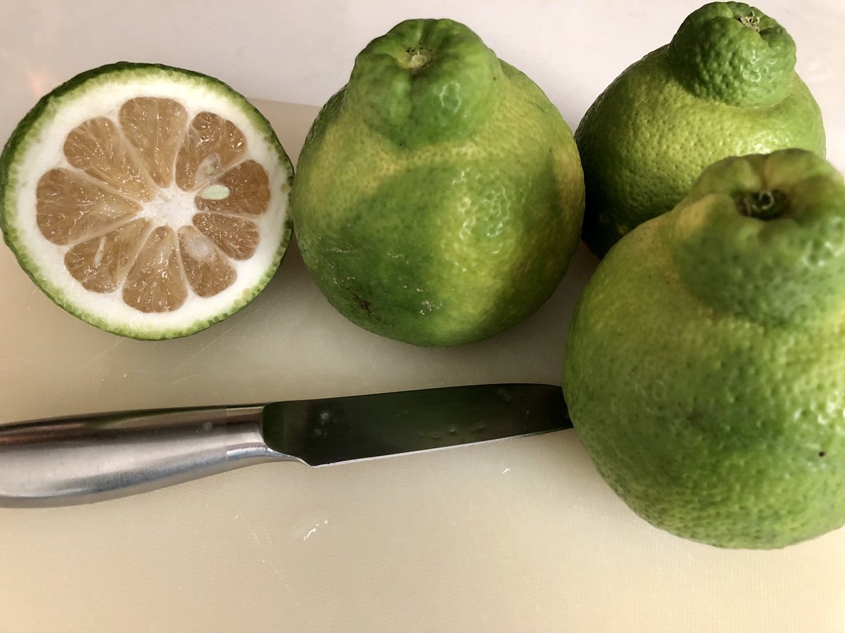 ProfeGreg's tweet image. One of my #BackyardProjects is growing tropical fruit. Here the #Firstfruits of a lemon tree that thinks it’s a lime tree.