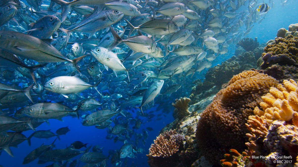 PlanetEarth3UK's tweet photo. Are you ready to experience Blue Planet II on a giant screen while listening to a live symphony orchestra? 😍Get your tickets today 👉https://t.co/S0CgghpkR9 #TakeADeepBreath  #blueplanet2 #blueplanet2live https://t.co/JbR8xzh4Ub