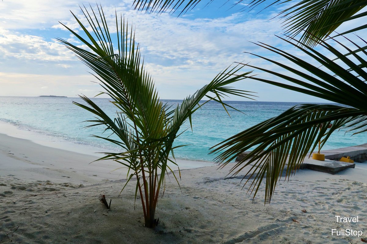 Baby palm tree 🏝 
#Travel #LuxuryTravel #island #luxury #maldives #palm #ocean