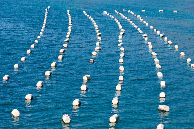 mispeces's tweet photo. Industrias #Cerdeimar pone en marcha un proyecto de cultivo de #mejillones en long-lines en Galicia. Una forma de producir moluscos poco explorada en esta CCAA. Los resultados serán de gran interés x que podría animar a otros empresarios https://t.co/GP8hj8flPa https://t.co/UztYYebp4I