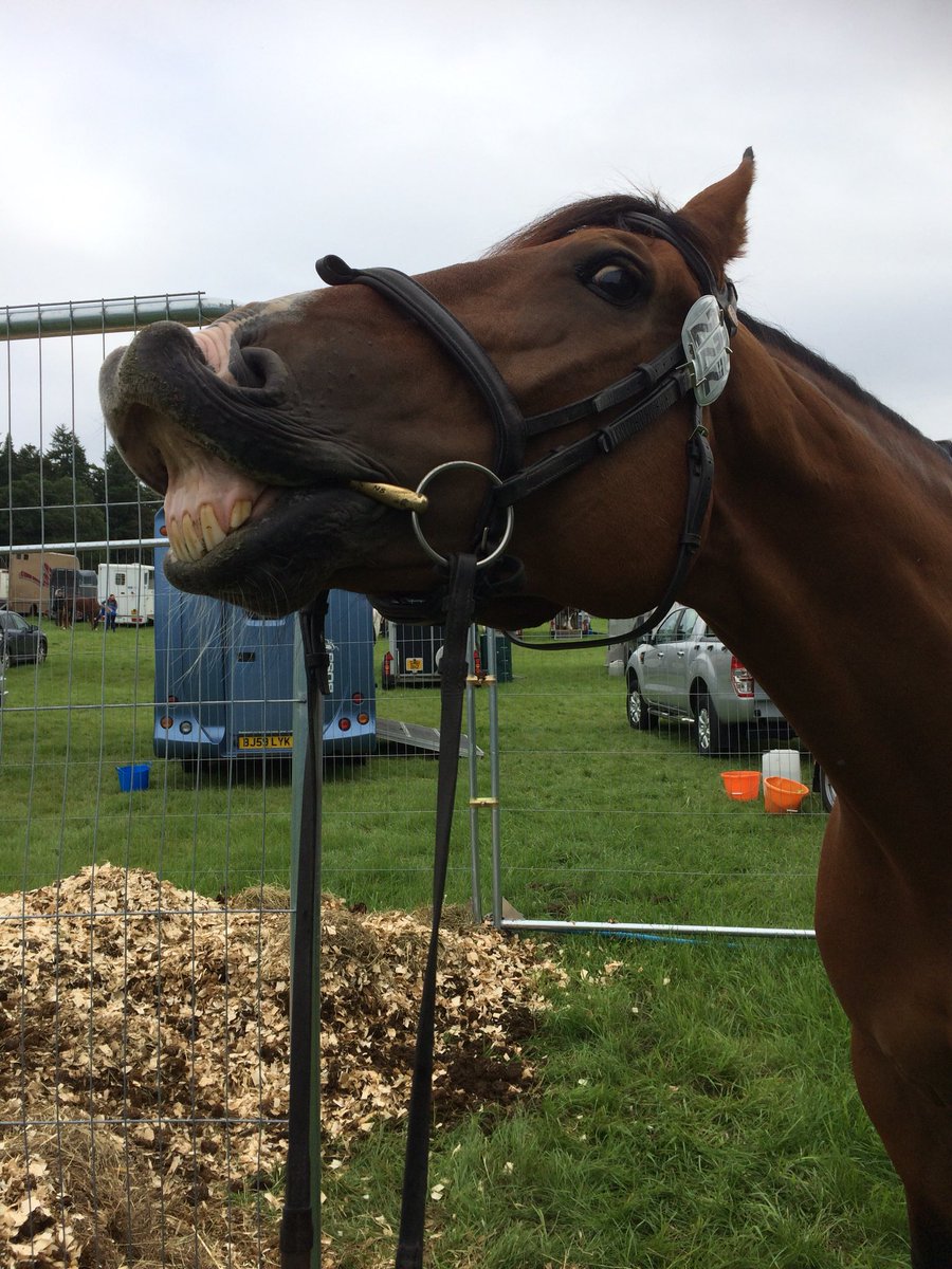 Every time we stay away at shows Donny just shows how odd he is. So far we have power walked for 30 mins before sampling everyone’s old haylage in the muck heap
