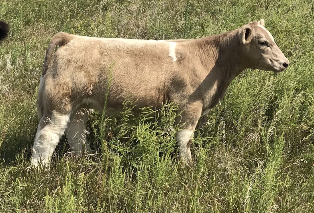 Gage Skelton (skelton_farms) Twitter