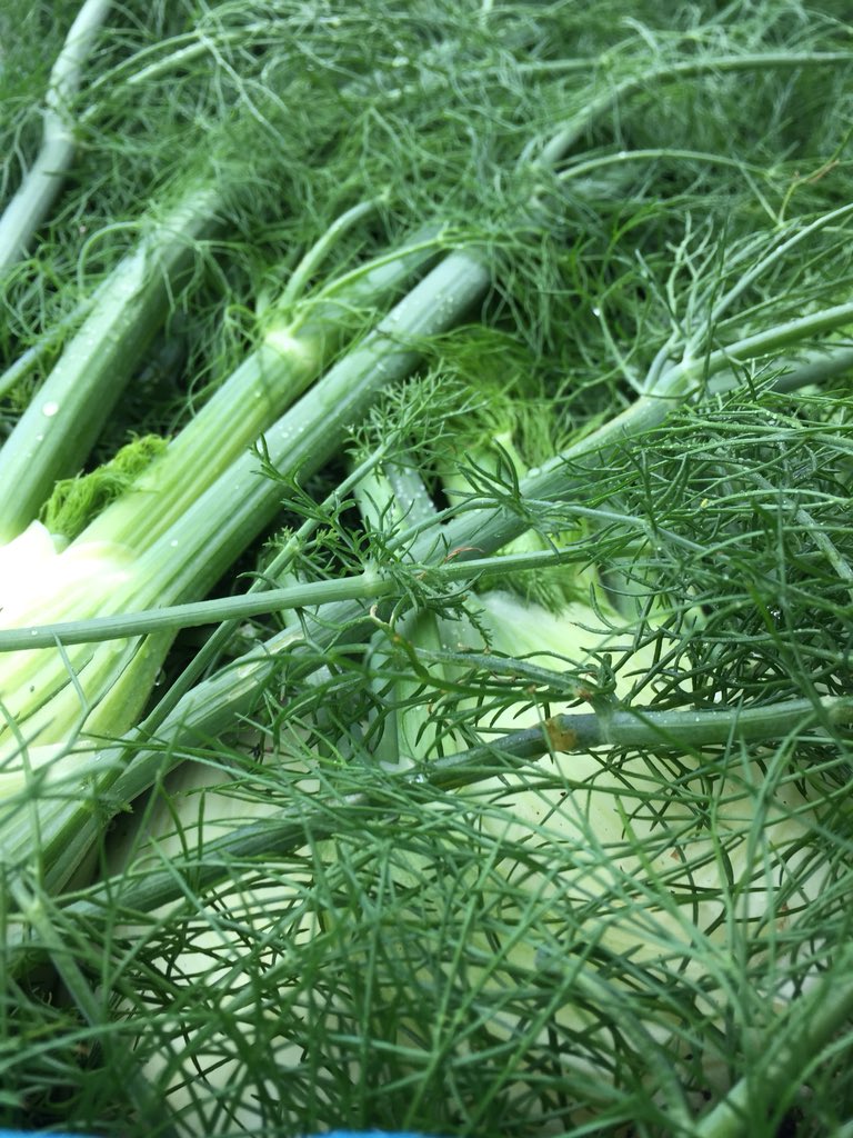 #beautiful local veg in our veg bags today grown by <a href="/kindlingtrust/">The Kindling Trust</a> at #woodbankpark Stockport
Our collection point of the week is <a href="/Grindsmiths/">Grindsmith</a> on #Deansgate!
Collect our #seasonal #organic produce from here or from <a href="/BanyanTreeMcr/">The Banyan Tree</a> just round the corner in #Castlefield on Thursdays