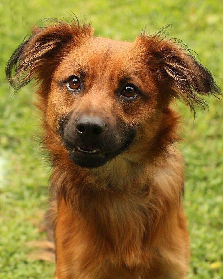 DogsByLisa's tweet image. Here is my dog #Webster - 1 of a kind!  🐕