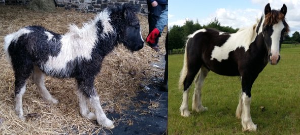 HarryHallRiding's tweet photo. Harry Hall have now raised over ยฃ500 for @HorseCharity through donations from our fabulous customers. Here's a #thoughtfulthursday before and after of the lovely Rocket who came to the centre with his mum Dolly. He's since been rehomed #happyendings #rescue #horse #UKequestrian https://t.co/o8zphT54FW