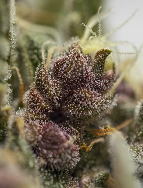 sweetseeds_es's tweet photo. This polihybrid is the result from a cross between selected genetic lines of two of our purple flowered varieties: Dark Devil Auto® (SWS38) ✖️ Black Cream Auto® (SWS37). 💟
📸 Devil Cream Auto®(SWS45)
#SweetSeeds #SweetSeedsOficial #TheRedFamily #DevilCreamAuto https://t.co/kjzjdL2RtX