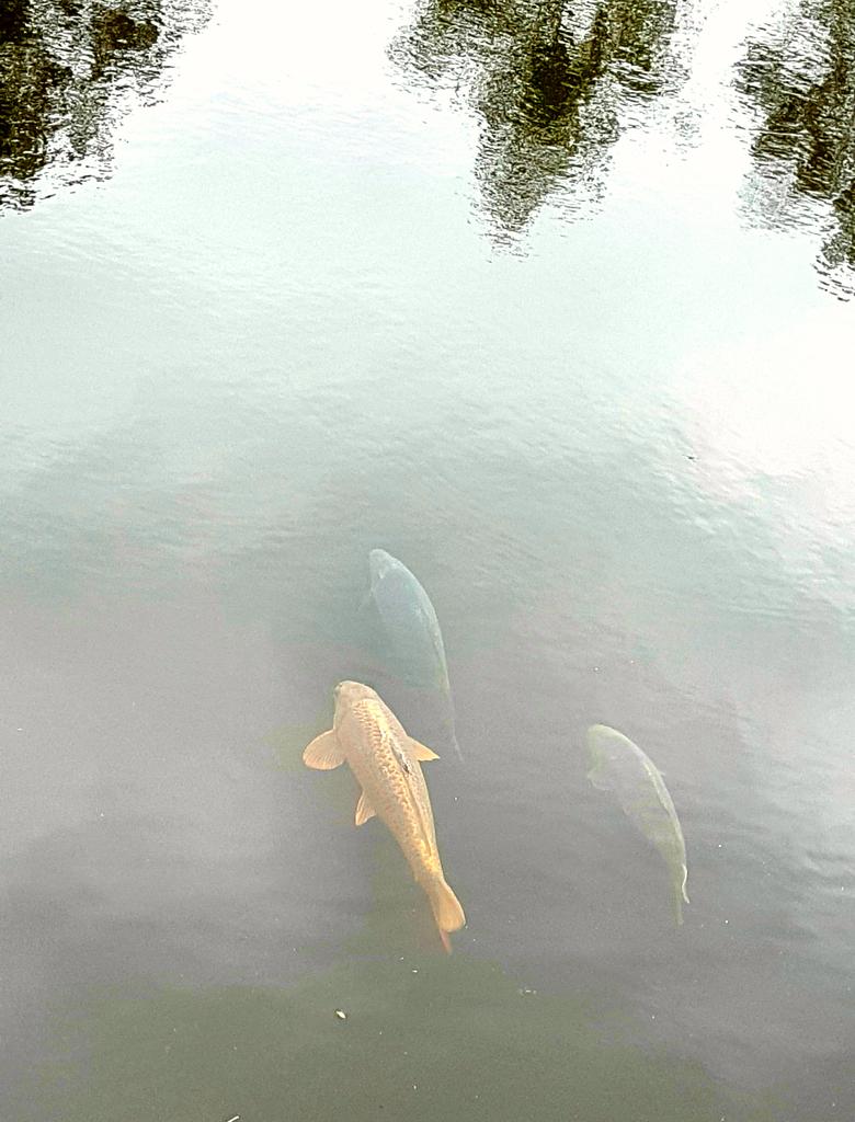 En dan kom je aan een verscholen stukje water....., ineens dit stilleven!
Heb mn hengel uit respect gewoon even niet int water gelaten en gewoon.....genoten! 
#gewooninnederland