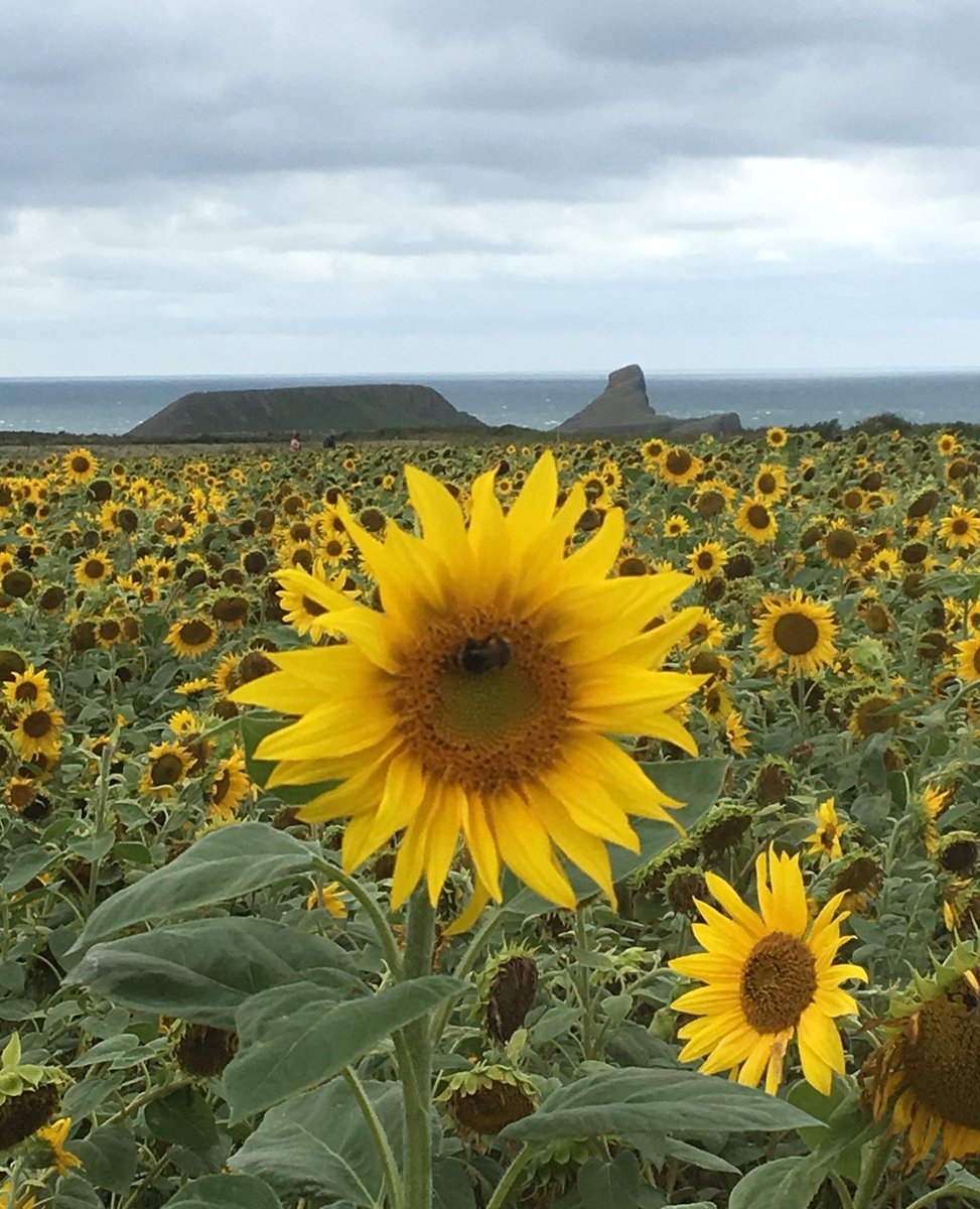 ldgower2's tweet photo. The bee says thank you for lunch @GowerNT #gowernt #sunflowers #rhossili #gower #bees https://t.co/QAI3s92nMT