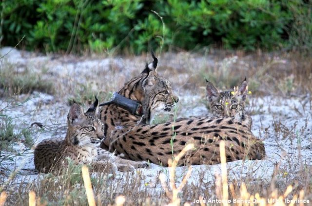 El número de hembras territoriales de #linceibérico en #Andalucía ha crecido considerablemente en los últimos 15 años, pasando de 27 ejemplares en 2002 a 109 en 2017 #LIFEproject #LIFEprogramme
