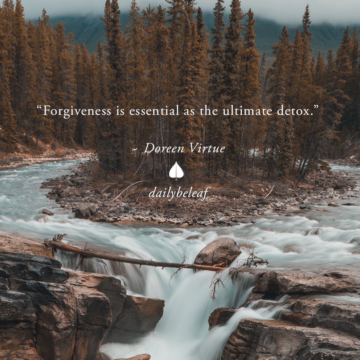 Bodhi Tree tweet media