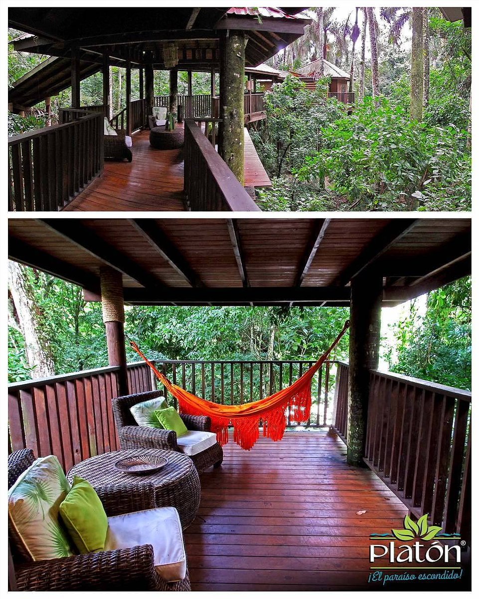 platonecolodge's tweet photo. #casaenelarbol #treehouseview #treehouse #treehouseliving #treehouselife #cabinfever #palmas #palmtrees #nature #naturelovers #instanaturelover #ranchoplaton #ecoresort #barahona #barahonard #elsureshermoso #dominicanrepublic #turismointernord #visitdominicanrepublic https://t.co/Ukd7tCOhBg