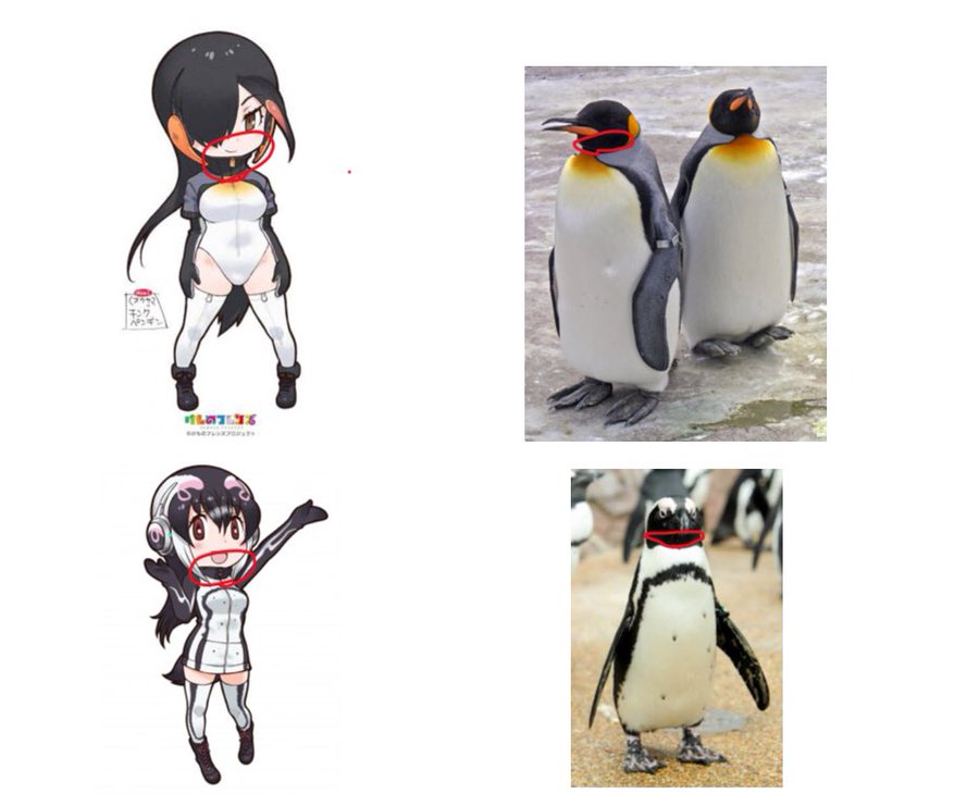 ケープ マゼラン フレンズのデザインとペンギンの見分け方 けものフレンズいんふぉめーしょん