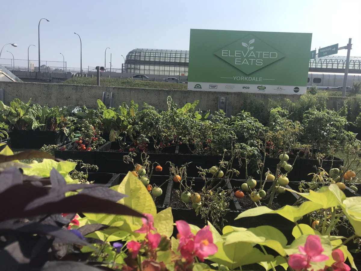 Beaverlands's tweet photo. Harvest time 🍅🌽🥕 The crops are finally ready! #elevatedeats #yorkdale #landscapeontario #ontariogardening @FrankFerragine @YorkdaleStyle @BTtoronto #ThursdayMotivation #harvesttime #growforcharity #landscapephotography #gardenphotos https://t.co/599n1q9oOL