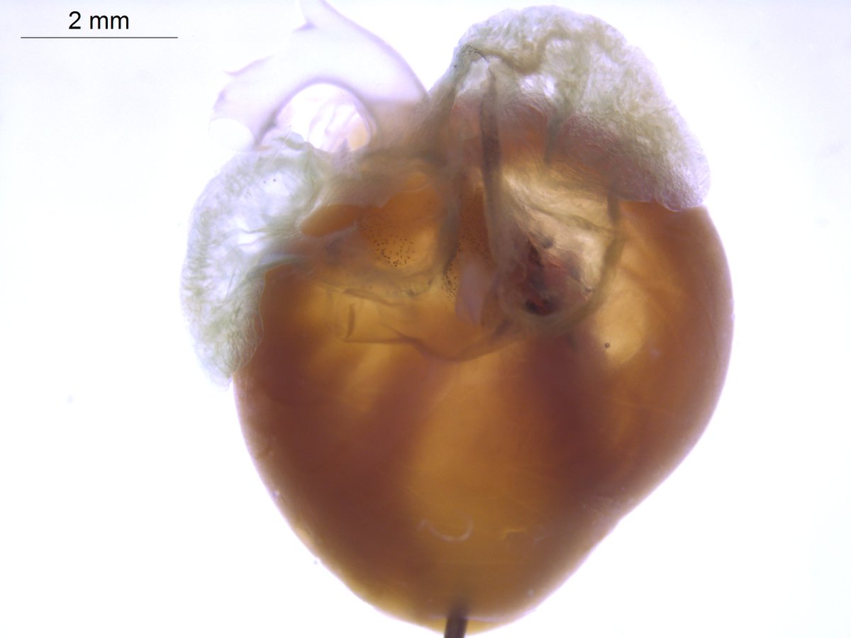GeneOfTheDay's tweet image. Today’s #GeneOfTheDay is #Mybpc3. Human diseases associated with this gene include Cardiomyopathy. Mice with this gene inactivated exhibit increased heart weight &amp;amp; abnormal heart morphology: bit.ly/Mybpc3gene