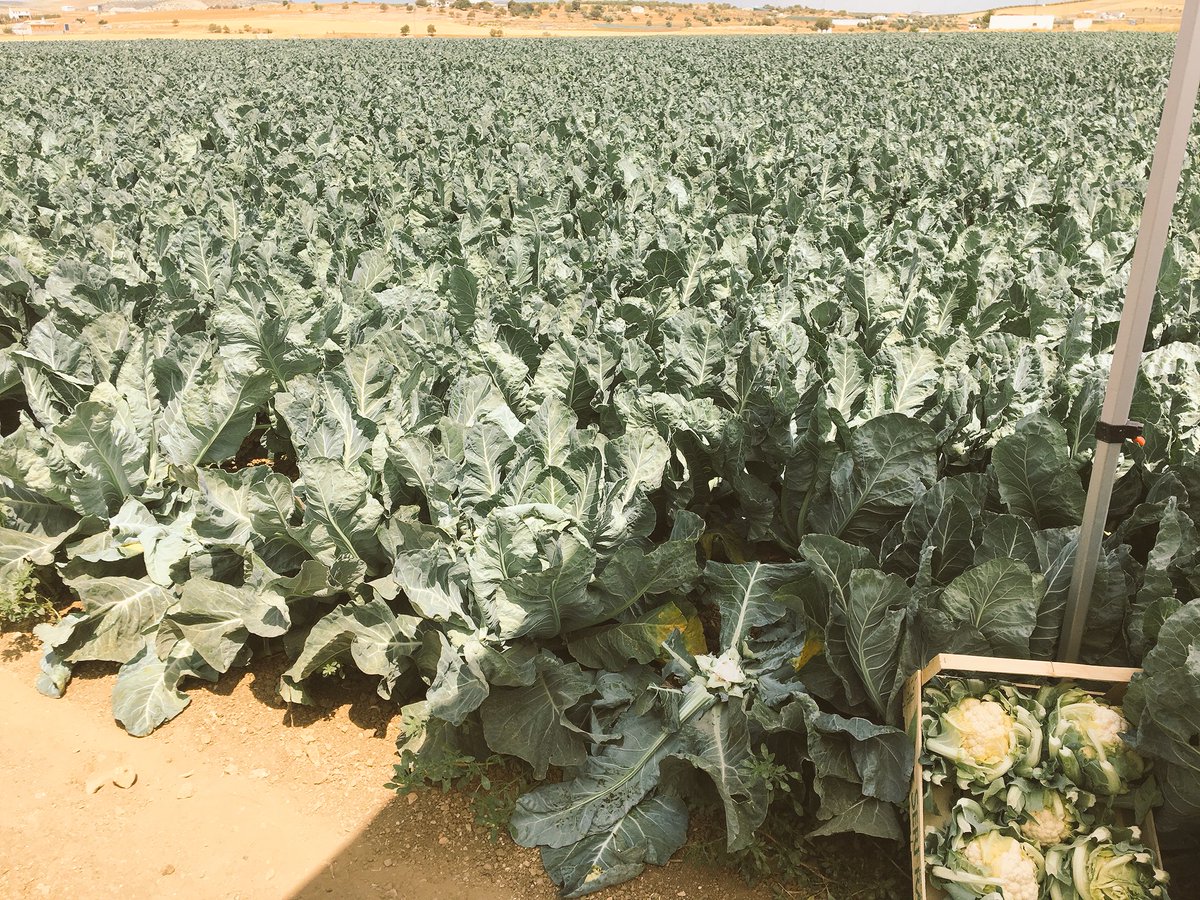 RevistaMercados's tweet photo. Estamos en la presentación de #Whiton la nueva variedad de #coliflor @SakataIberica muy esperada por el sector, grandes calibres y flexibles #granada #llanodezafarraya https://t.co/eprIocBzyF