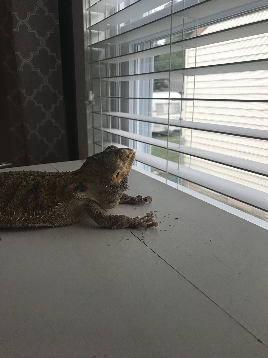 A_Libeardian's tweet photo. As I sit and reflect on my summer getaway adventures, I am anxious to get back to my middle school friends and intense flag watching. I will see you all soon! https://t.co/2akNlf96l1