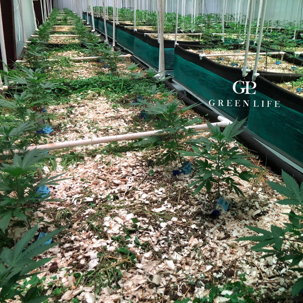 GLPNV's tweet photo. Another room another #13thcycle #notill #livingorganicsoil run! #glp #greenlifeproductions #dempure #cleangreencertified #cleanmeds #led #ledgrown #wormgrown #soilfoodweb #nosynthetics https://t.co/acCiMRXJr7