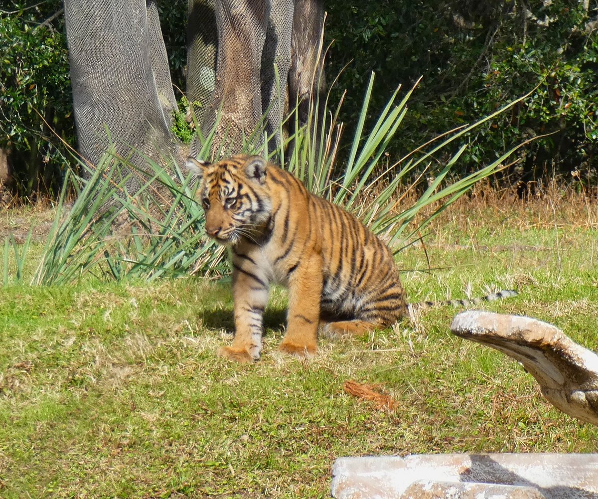 FloridaReview's tweet image. The Sumatran tiger cubs at Disney's Animal Kingdom are now one year old. Photos show mother Sohni with cubs Anala and Jeda at about 5 months.