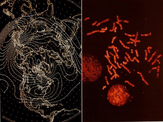 metanexus tweet media