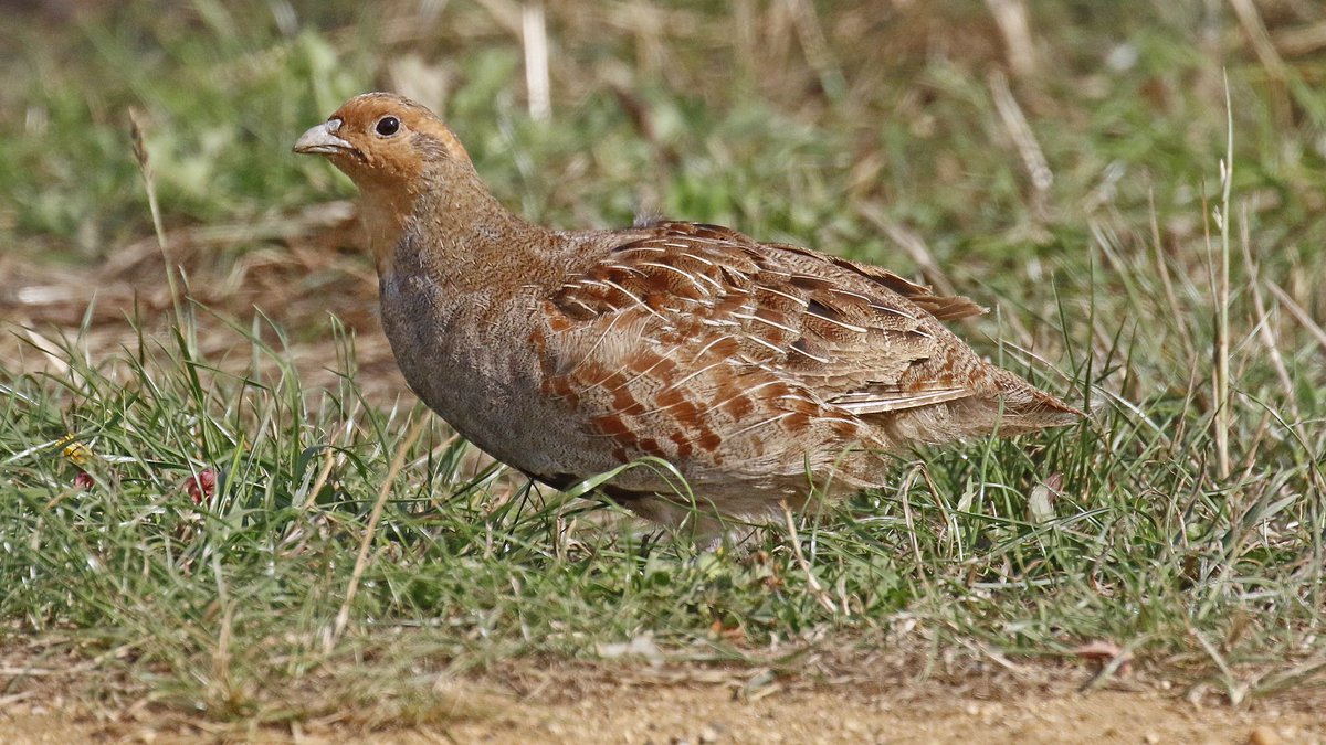 nikols_steve's tweet image. Not a common sight nowadays: Grey Partridge at @RutlandWaterNR on 22/8 with @NuneatonBirder and @CentralBirder #LROS