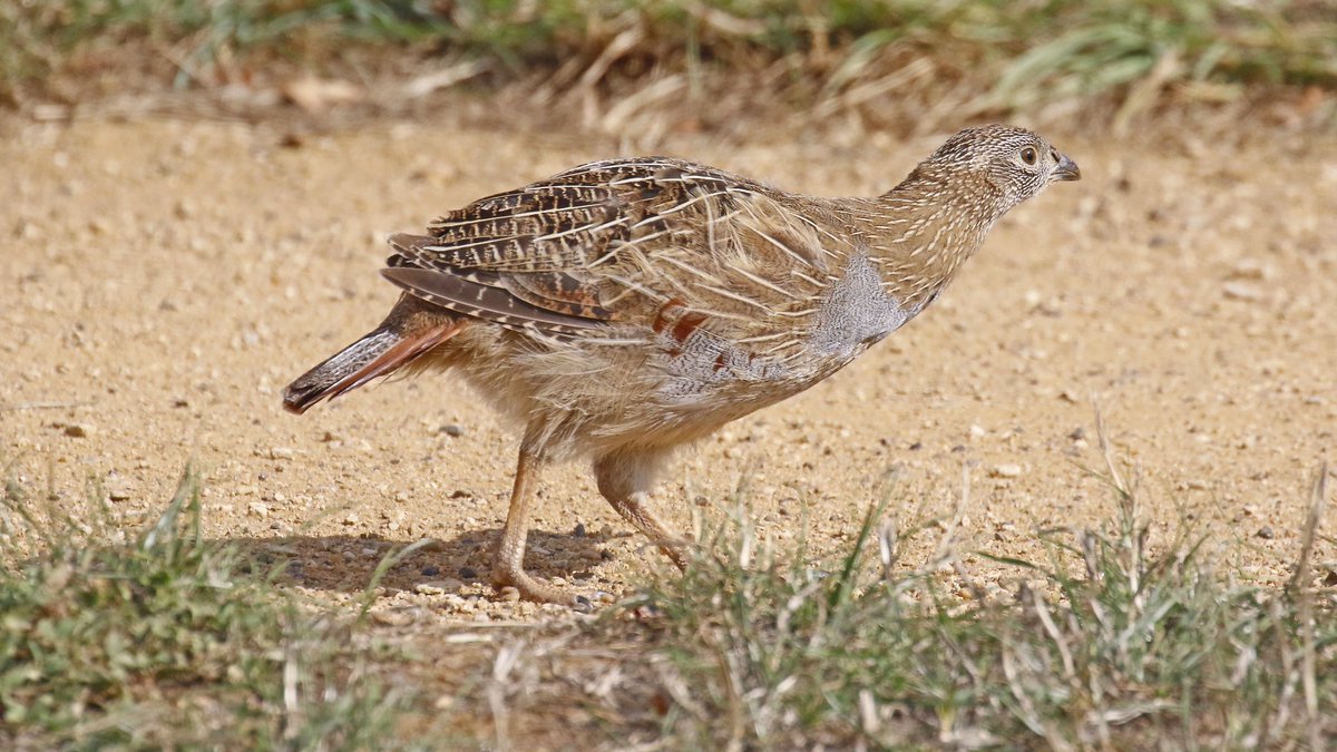 nikols_steve's tweet image. Not a common sight nowadays: Grey Partridge at @RutlandWaterNR on 22/8 with @NuneatonBirder and @CentralBirder #LROS