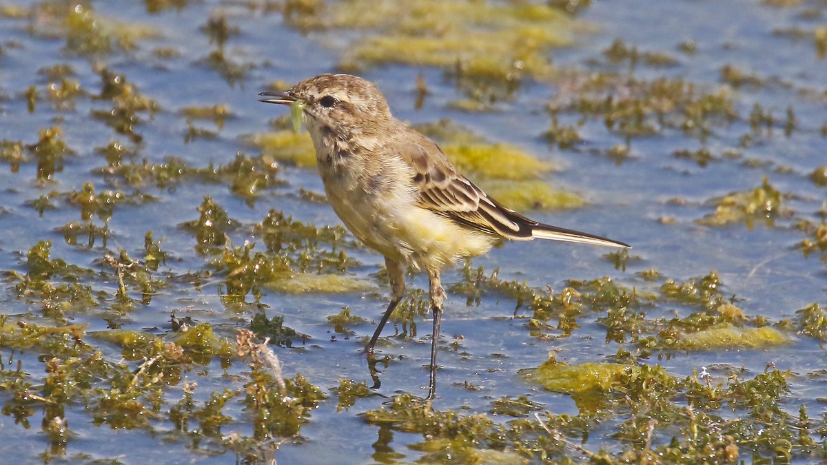 nikols_steve's tweet image. Yellow and Pied Wagtails at @RutlandWaterNR on 22/8 with @NuneatonBirder and @CentralBirder #LROS