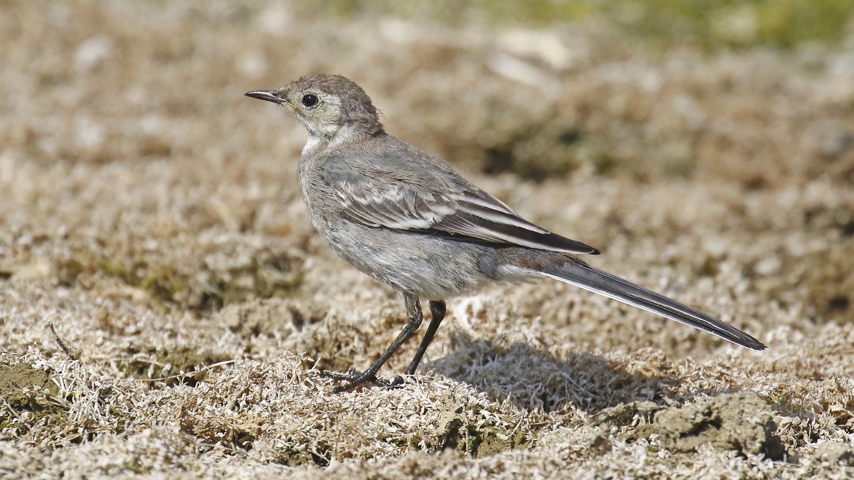 nikols_steve's tweet image. Yellow and Pied Wagtails at @RutlandWaterNR on 22/8 with @NuneatonBirder and @CentralBirder #LROS