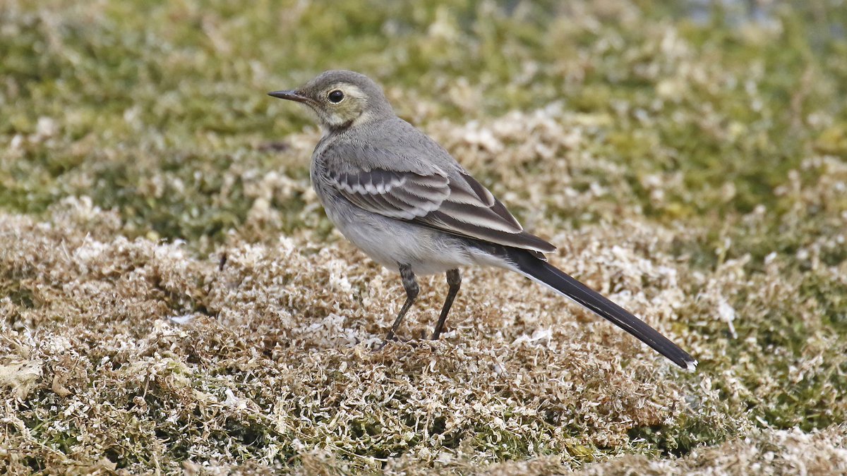 nikols_steve's tweet image. Yellow and Pied Wagtails at @RutlandWaterNR on 22/8 with @NuneatonBirder and @CentralBirder #LROS