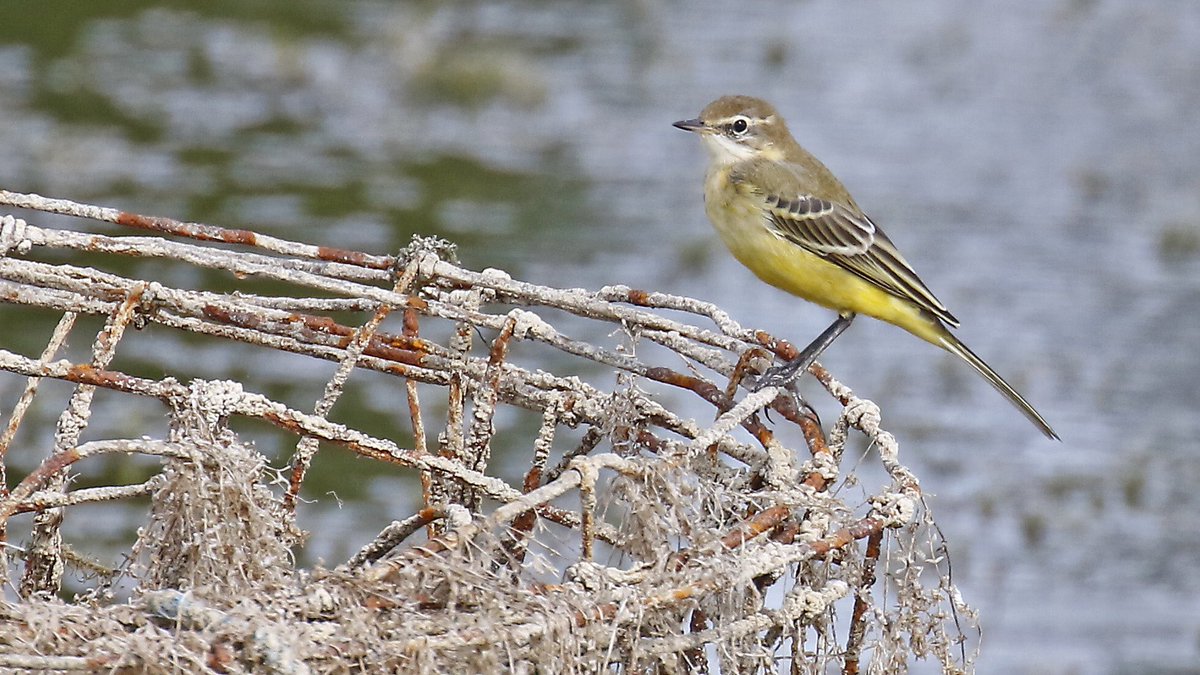 nikols_steve's tweet image. Yellow and Pied Wagtails at @RutlandWaterNR on 22/8 with @NuneatonBirder and @CentralBirder #LROS