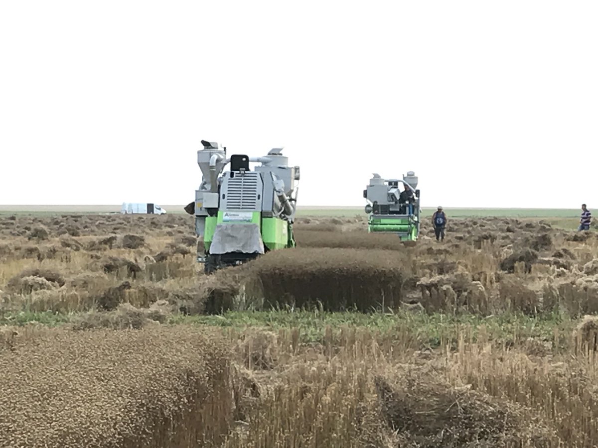 Reynald_Linea's tweet photo. Fin de nos récoltes de multiplication de nos toutes jeunes lignées en inscription et essais sélection lin Olea de printemps. 3 machines dans le même champ pour finir compte tenu des températures moins élevées désormais ... #selectionpassion #lineasemences https://t.co/ompiSDwhph