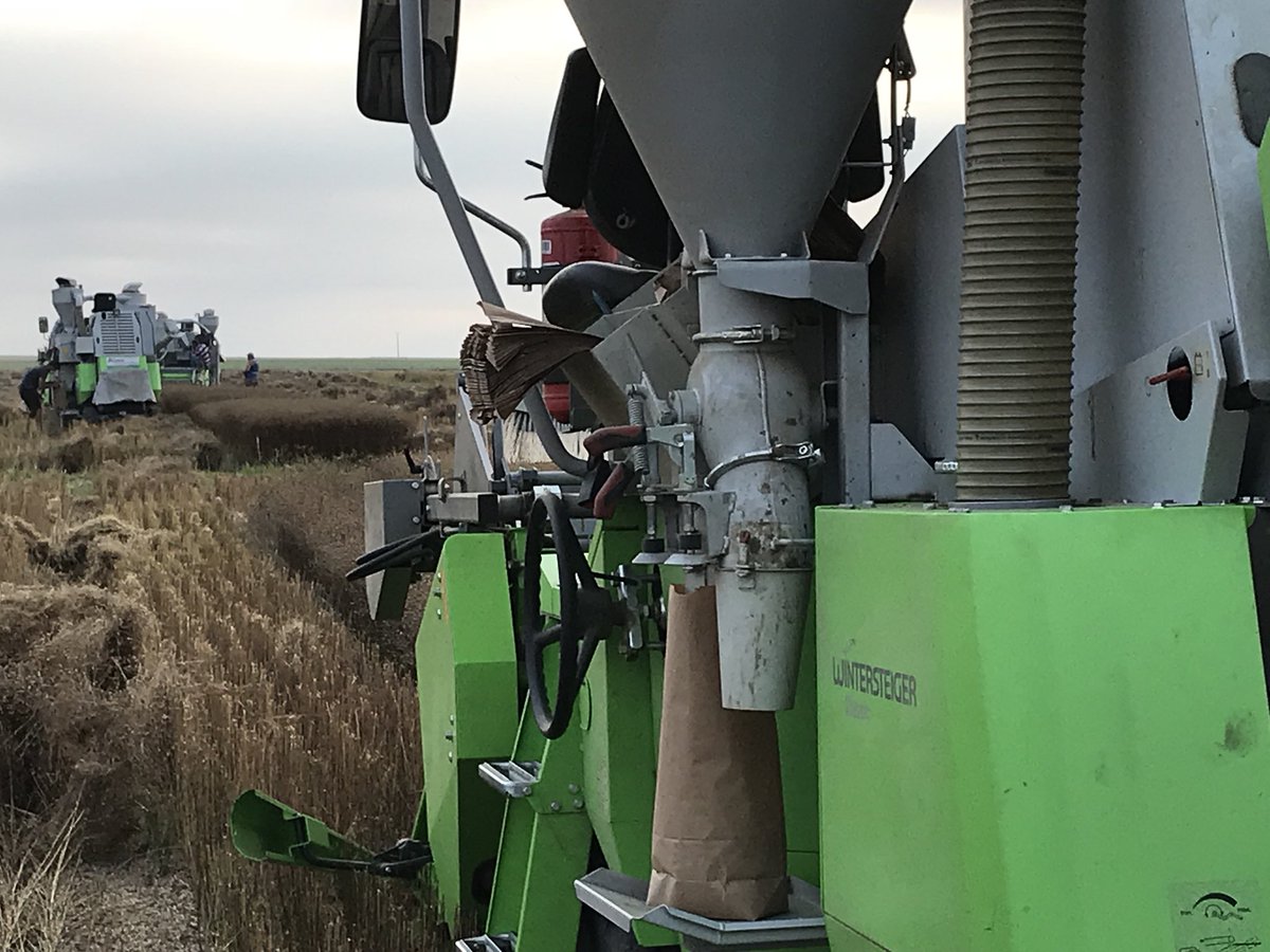 Reynald_Linea's tweet photo. Fin de nos récoltes de multiplication de nos toutes jeunes lignées en inscription et essais sélection lin Olea de printemps. 3 machines dans le même champ pour finir compte tenu des températures moins élevées désormais ... #selectionpassion #lineasemences https://t.co/ompiSDwhph