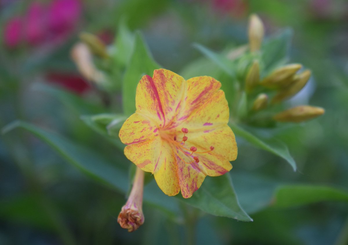 Patrice Guionnet On Twitter Belle De Nuit Pour Ce