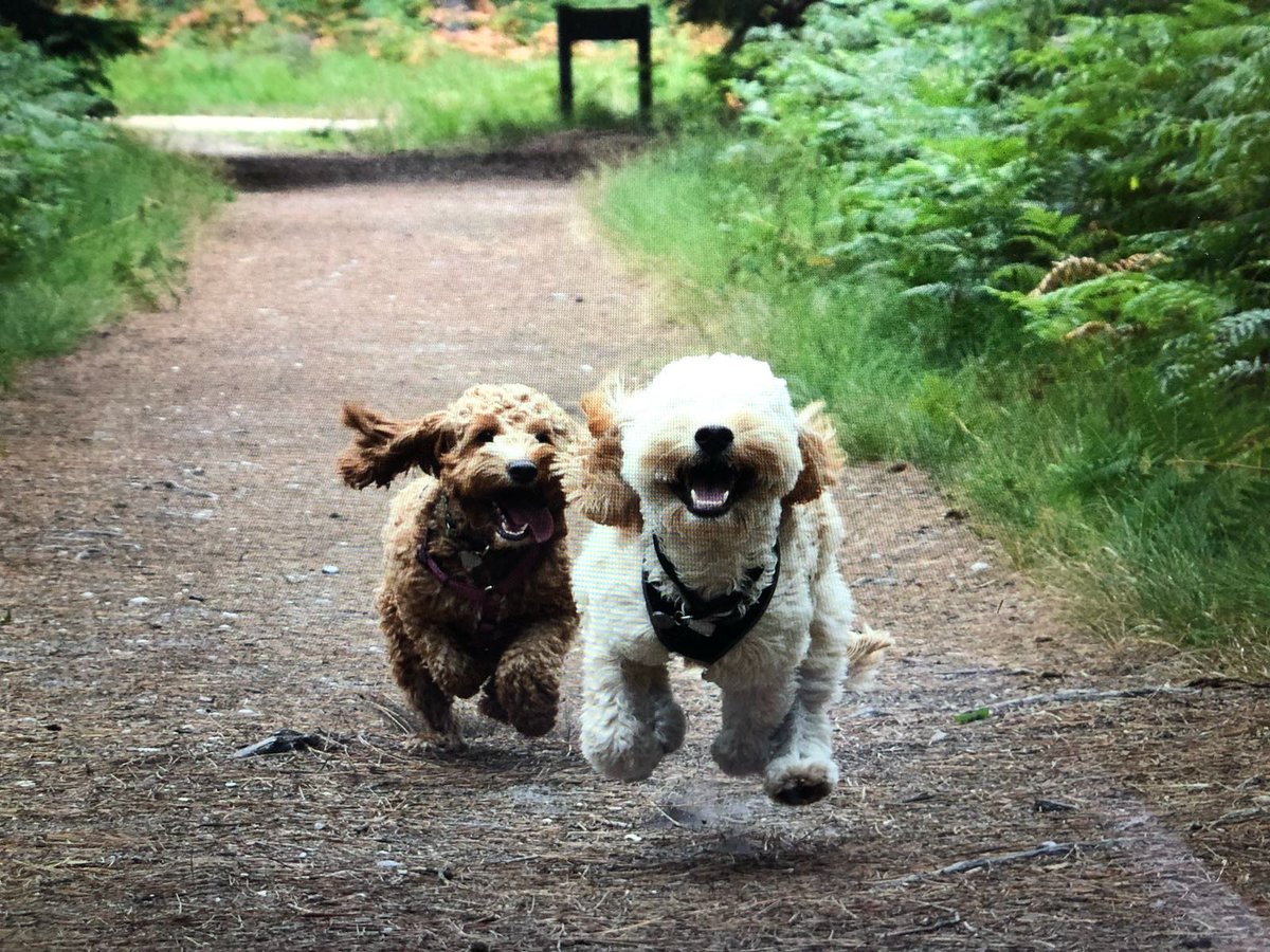FLConnectionsUK's tweet photo. @Metro_Bank Meet Sonny &amp; Luna! Here they are on their way to collect their hamper 😉 #MBPuptography #DogsRule https://t.co/ehuGbZed2o