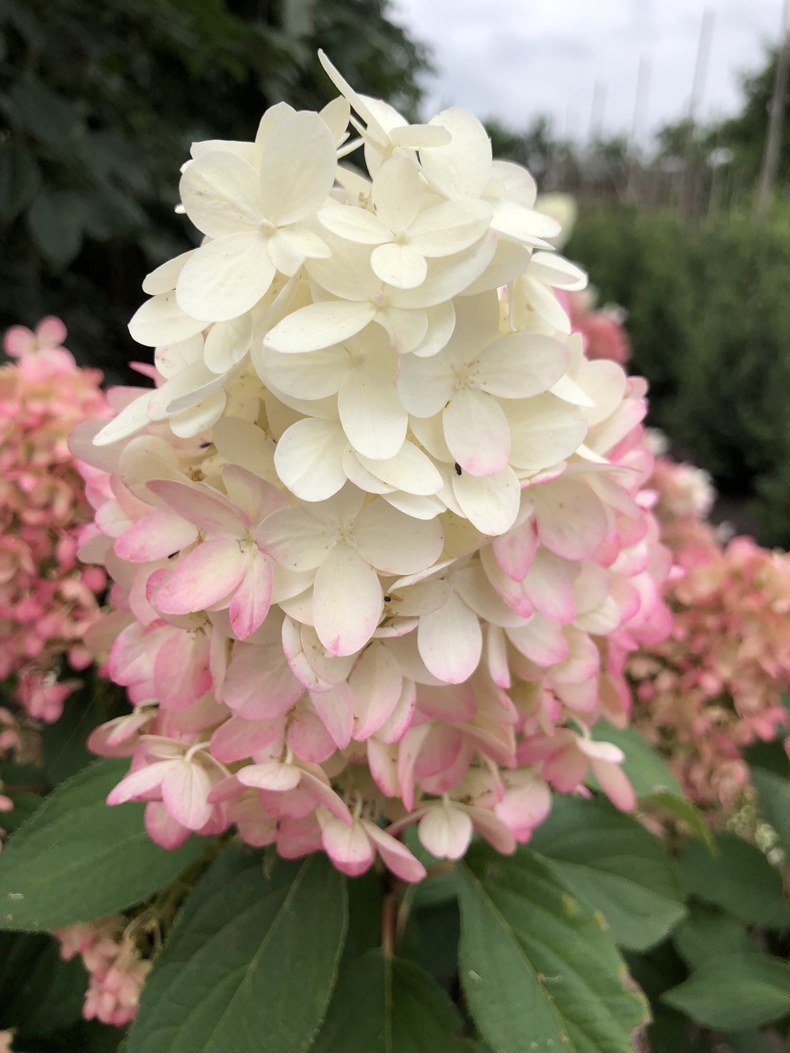 Image of Pinkachu Hydrangea in bloom