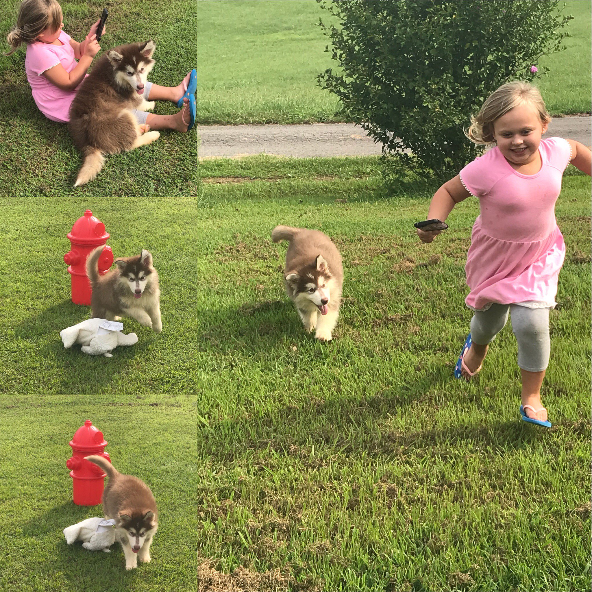 Kellys alaskan best sale malamutes