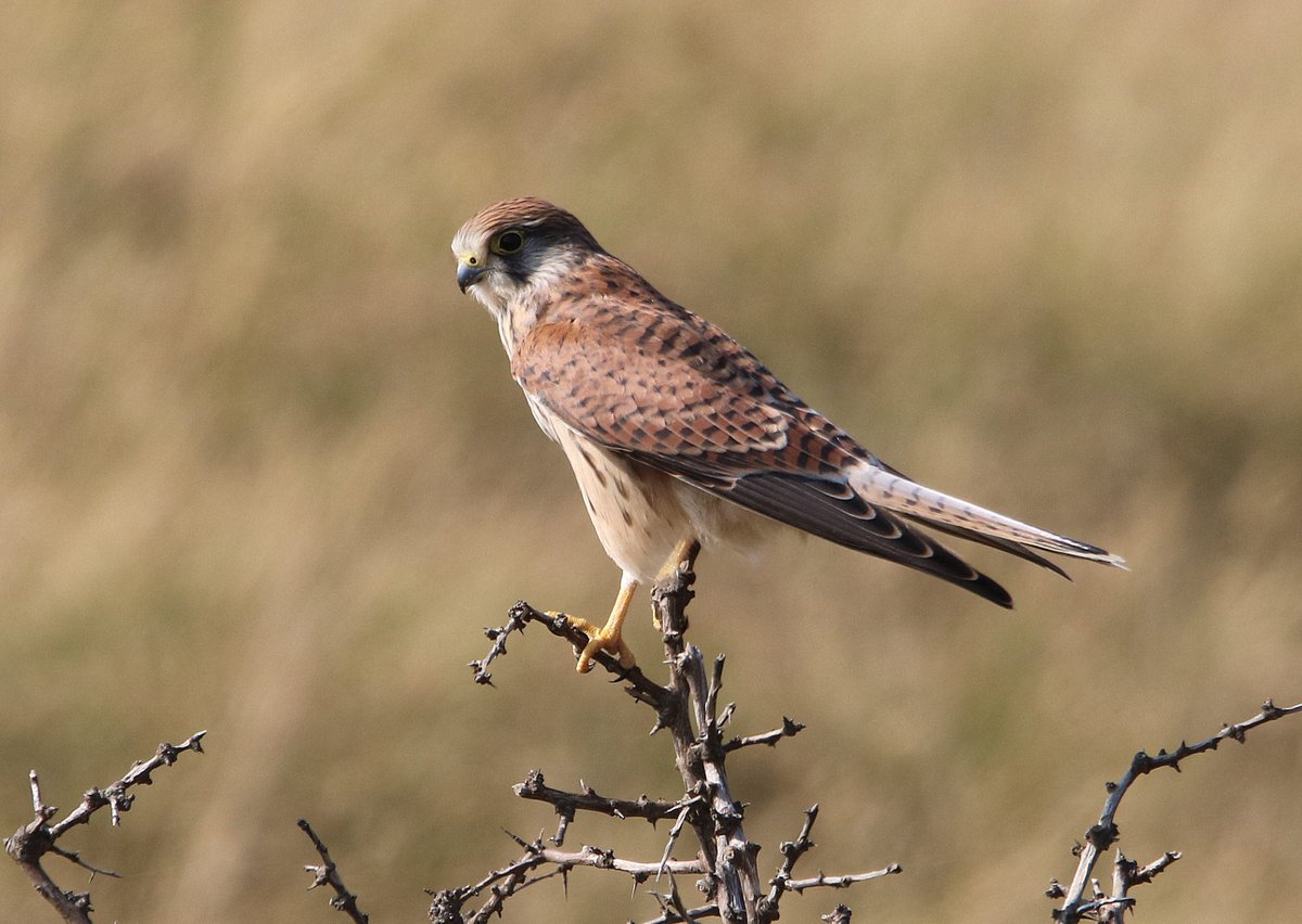 PCT63's tweet image. Kestral on Kessingland beach