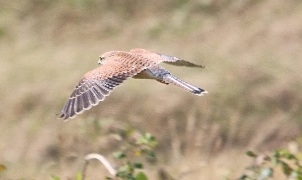PCT63's tweet image. Kestral on Kessingland beach