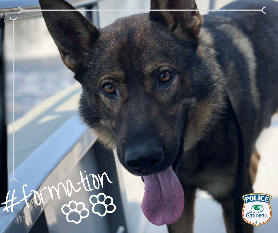 Pour un chien de l'unité #K9, apprendre c'est aussi s'acclimater aux différents environnements afin d'être plus performant dans son travail. La semaine dernière, Gommer a fait une patrouille nautique. Il semble avoir beaucoup apprécié son expérience! Il est mignon, non? #Gatineau