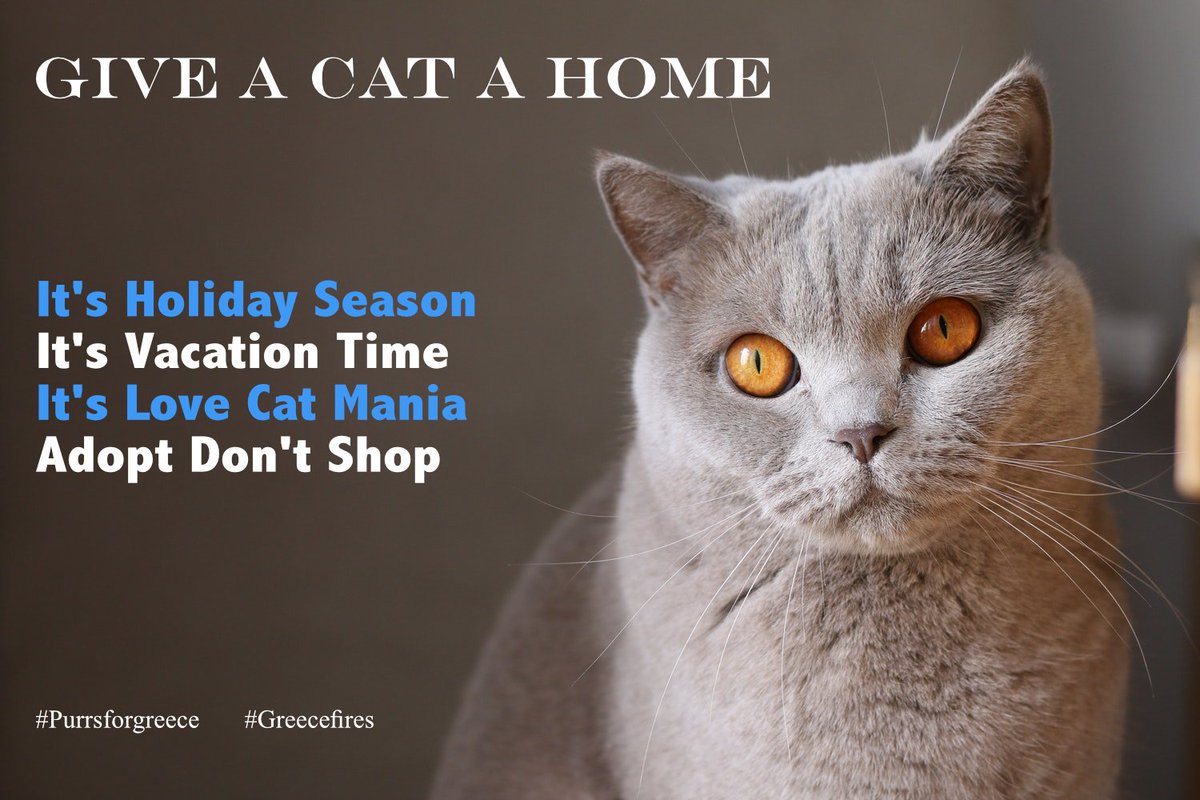 This campaign is a charmed feat to help support the cats victimized by the #greecefires. If you have been charmed, please RT, spread the word and show your support #ThursdayThoughts #ThrowbackThursdays #adoptdontshop #ambassacats <a href="/NineLivesGreece/">Nine Lives Greece</a>