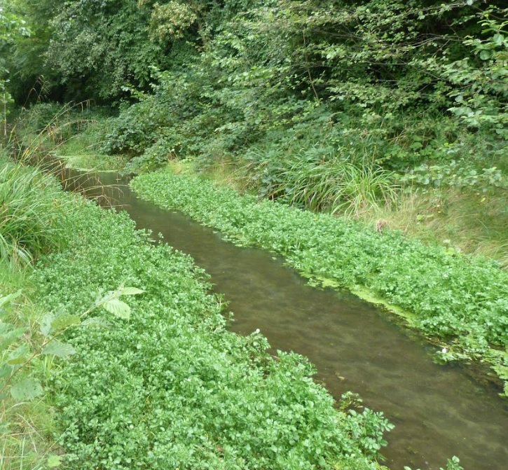 JNMScience's tweet photo. Hot off the press: A DNA #metabarcoding protocol for hyporheic #freshwater meiofauna: Evaluating highly degenerate COI primers and replication strategy https://t.co/4sEho752Ua #MBMGjournal. 
Great potential for ecological studies and biomonitoring! https://t.co/1ppTJIfnnG