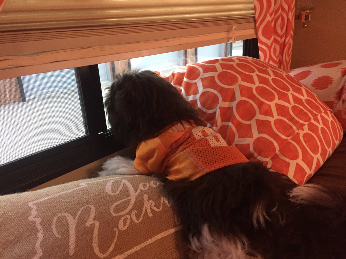 disneyvollife's tweet photo. @Vol_FanHQ @Vol_Soccer #Voldogs rocky is ready to tailgate https://t.co/2eGUcygdov