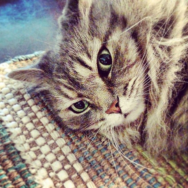 ChelseaMartin20's tweet image. Intense cat face. 😼 ift.tt/2MuaVDe