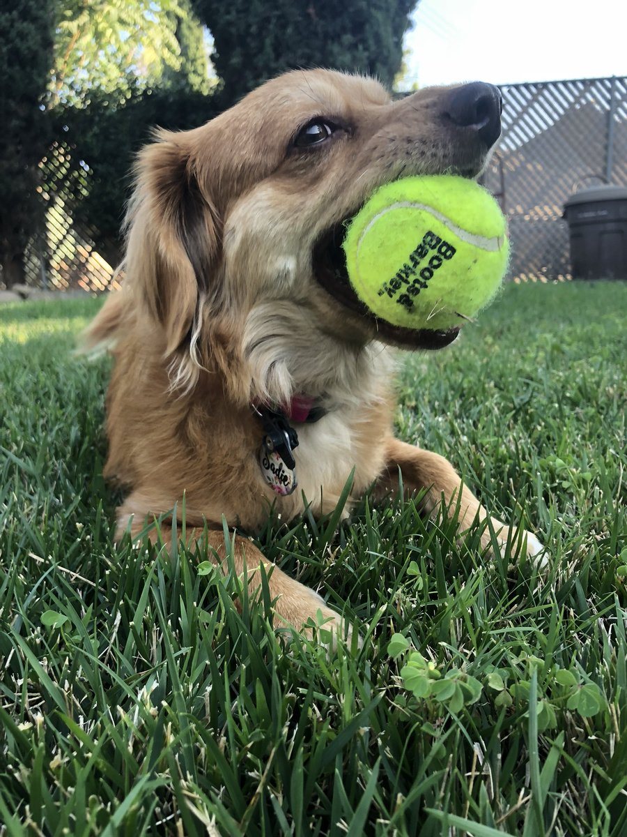 boots and barkley tennis balls
