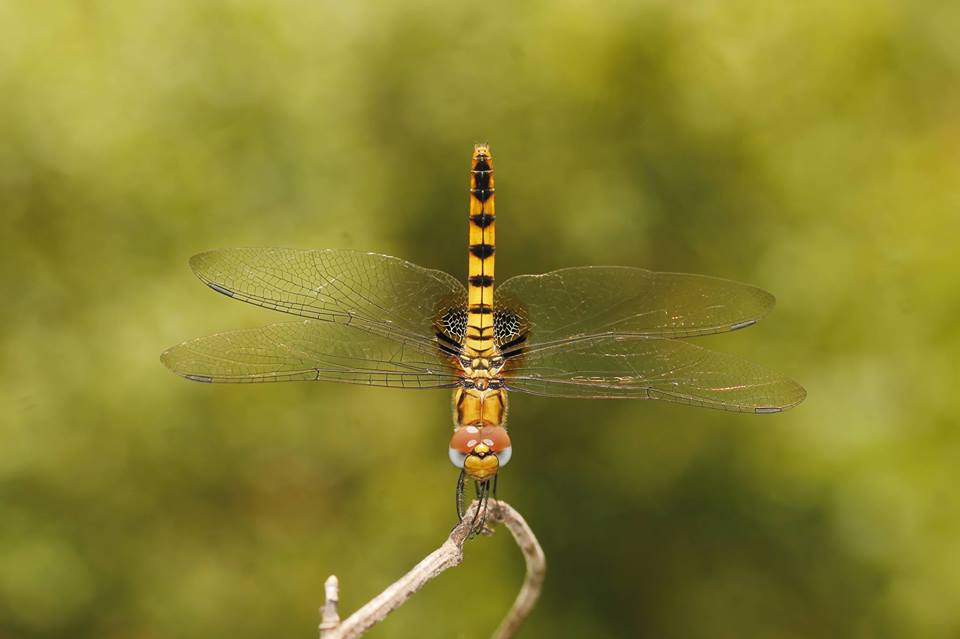 ButterflyCssl's tweet photo. #BCSSL monthly event: A field session on "Basics in Studying Dragonflies"
- by Mr. Amila Sumanapala on Saturday, August 25th 2018 at Diyasaru Park, Thalawathugoda from 8.00 am to 10.00 am.
All are welcome!
#fieldsession #awareness #butterflies #conservation #srilanka #lka https://t.co/8YnaQd5e9Z