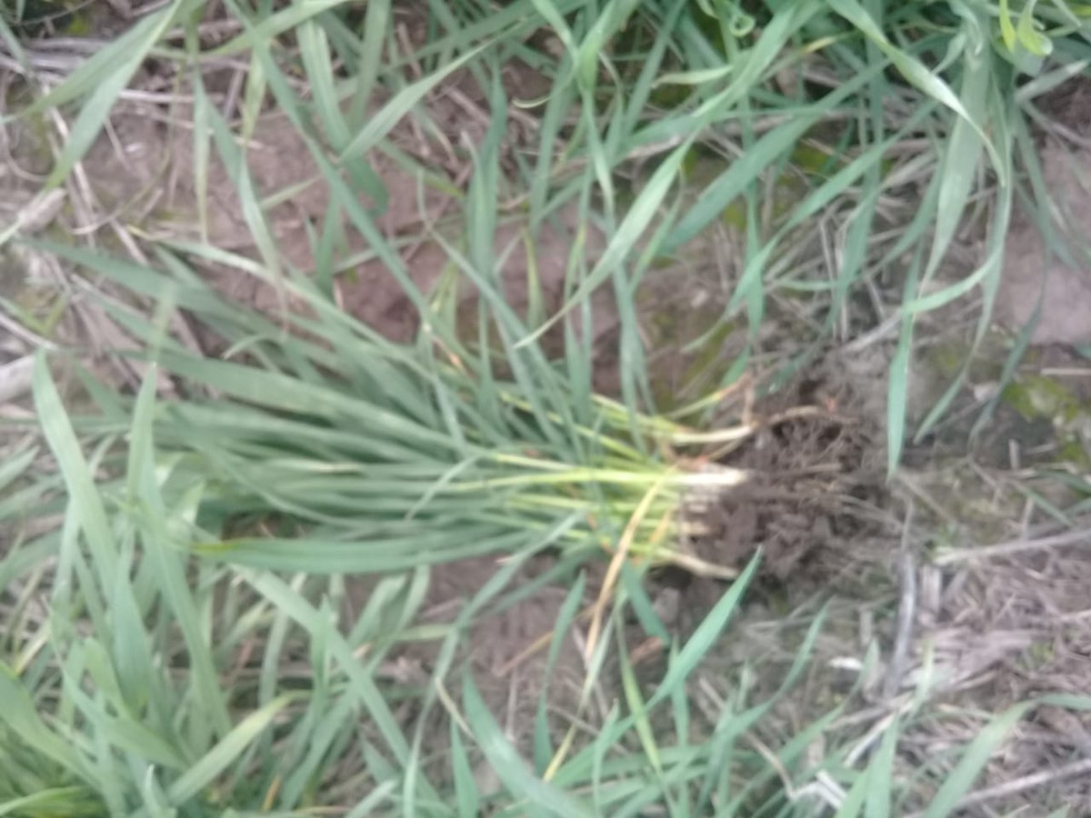 NutrienArboliAR's tweet photo. Aplicación de urea en Trigo 🌾🌾🌾- Campaña 2018 ! https://t.co/XEYcumaT47