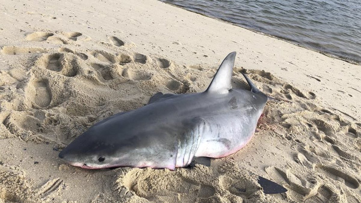 Dead great white shark found on beach today bit.ly/2w5nQ4u?utm_so… https://t.co/7zvDl5TyLC