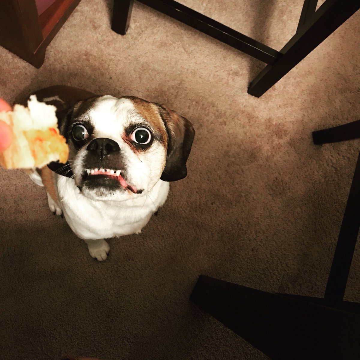 ProfessorShyguy's tweet image. Most intense snak face #Carmichael #DogTour #FixYourFace
