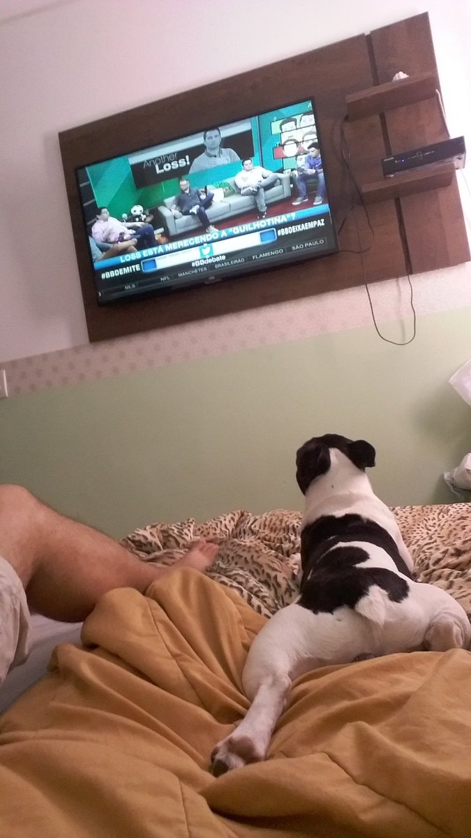 __Wagner__'s tweet photo. #bbdebate @brunovicari @BBDebate Bartholomeu aguardando notícias do Palmeiras, e Para ver os golaços do Lucas Lima. ..🐶#BulldogFrancês https://t.co/0t2Ze4oehC