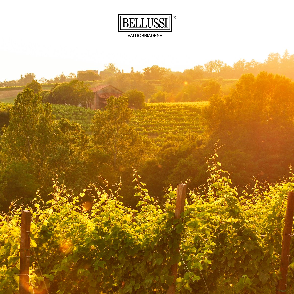 Cartolina di tarda estate dai vigneti di Valdobbiadene. #vineyards #valdobbiadene #proseccohills